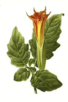 Angel's trumpet (Datura) (Brugmansia) sanguinea