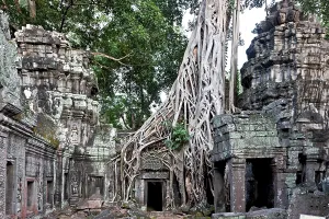 Angkor Ta Prohm, overgrown by aerial roots of the strangler fig (Ficus virens)