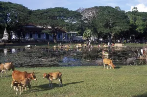Angkor Wat was built for King Suryavarman II (ruled 1113-50)
