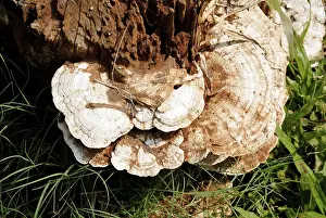 Top angle of mushrooms on tree stump