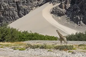 Angola giraffe (Giraffa camelopardalis angolensis) in front of a dune