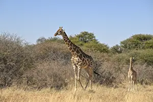 Angola giraffe (Giraffa camelopardalis angolensis) at the foot of the Waterberg