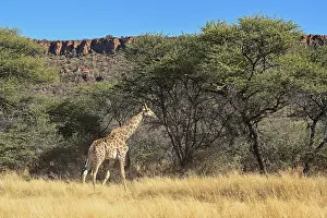Angola giraffe (Giraffa camelopardalis angolensis) at the foot of the Waterberg