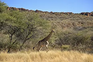 Angola giraffe (Giraffa camelopardalis angolensis) at the foot of the Waterberg