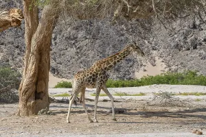 Angola giraffe (Giraffa camelopardalis angolensis) in the Hoanib dry river