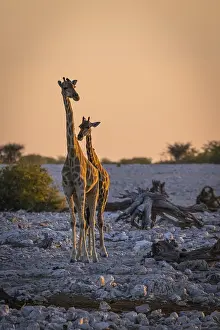 Angola-Giraffe (Giraffa camelopardalis angolensis) in Namibia