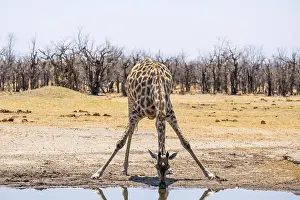 Angola giraffe (Giraffa giraffa angolensis)