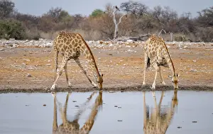 Angola giraffe (Giraffa giraffa angolensis)