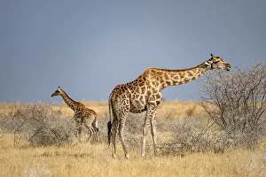 Angola giraffe (Giraffa giraffa angolensis)