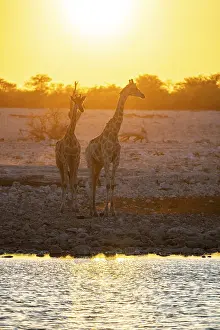 Angola giraffe (Giraffa giraffa angolensis)