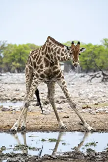 Angola giraffe (Giraffa giraffa angolensis) drinking