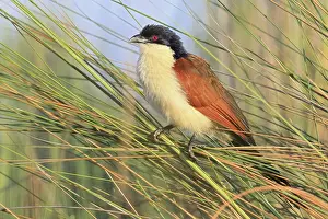 Angola Monk Cuckoo (Centropus cupreicaudus) Okavango Delta