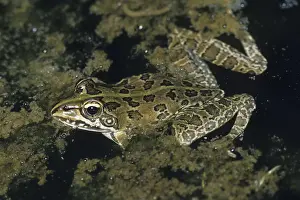 Angola River Frog or Common River Frog (Afrana angolensis)