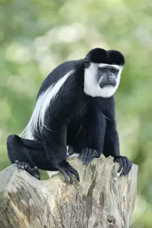 Angolan black and white (colobus) monkey