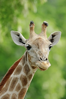 Angolan Giraffe (Giraffa camelopardalis angolensis)
