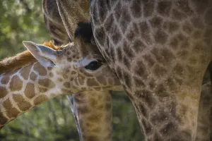 Angolan Giraffe (Giraffa camelopardalis angolensis)
