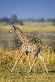 Angolan Giraffe (Giraffa camelopardalis angolensis)