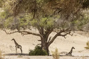 Angolan Giraffe (Giraffa giraffa angolensis)