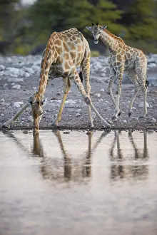 Two angolan giraffes (Giraffa camelopardalis angolensis) drinking at a waterhole