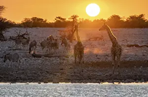 Angolan giraffes (Giraffa giraffa angolensis) and plains zebras (Equus quagga)