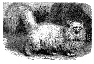 Angora cat, Felis maniculata domestica angorensis