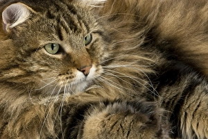Angora Domestic Cat, Male