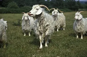 Angora goat, breed that produces mohair wool