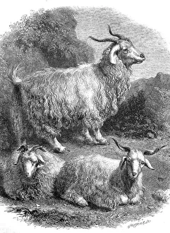 The Angora goat, camel goat, a breed of domestic goat