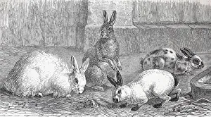Angora rabbit, Argente rabbit, Chinese rabbit and Japanese rabbit