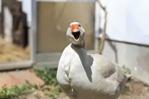 Angry farm goose screams at the camera