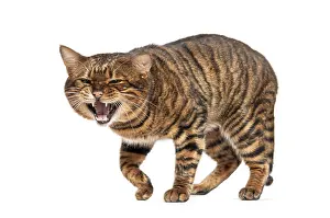 Angry Toyger cat walking towards the observer while showing its teeth