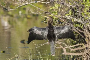 Anhinga or American darter (Anhinga anhinga) drying its wings in the sun