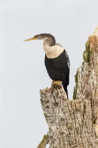 Anhinga (Anhinga anhinga), Florida