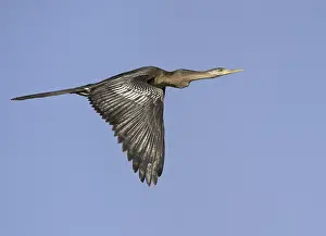 Anhinga (Anhinga anhinga) flying