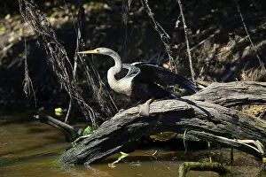 Anhinga (Anhinga anhinga) on the shore