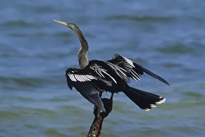 Anhinga, Snakebird or Darter (Anhinga anhinga) drying its feathers
