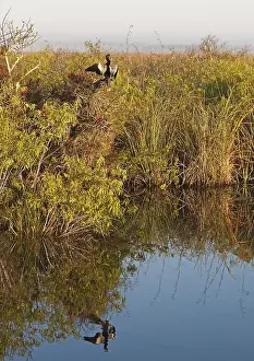 Anhinga Trail, Anhinga or American Darter (Anhinga anhinga)