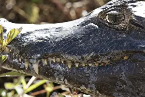 Animal, Alligator-pity-swampland