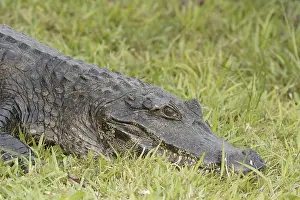 Animal, Alligator-pity-swampland