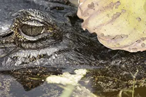 Animal, Alligator-pity-swampland