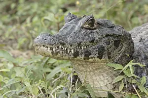 Animal, Alligator-pity-swampland