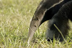 Animal, Anteater, Pantanal, Mato Grosso do Sul