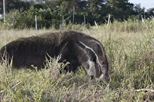 Animal, Anteater, Pantanal, Mato Grosso do Sul