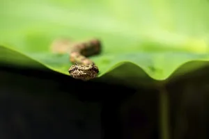 Animal, arboreal, camouflage, captive animal