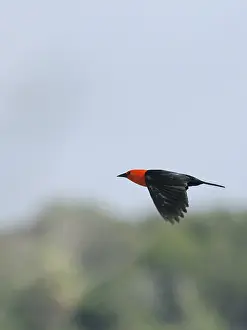 Animal, Bird, Pantanal, Mato Grosso do Sul, Brazil