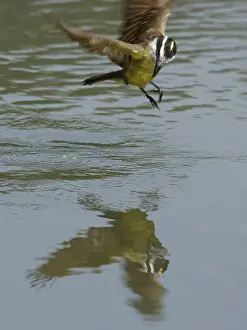 Animal, Bird, Tyrant flycatcher (Pitangus sulphuratus)