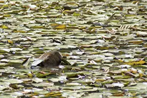 Animal, Capybara, Horto Florestal Park