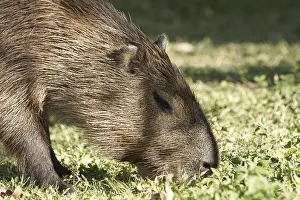 Animal, Capybara, Pantanal, Mato Grosso do Sul