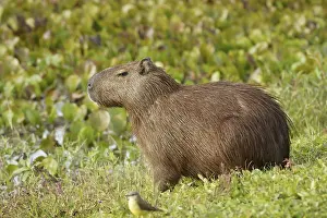 Animal, Capybara, Pantanal, Mato Grosso do Sul