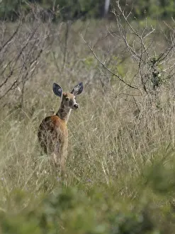 Animal, Deer-pity-swampland, Pantanal